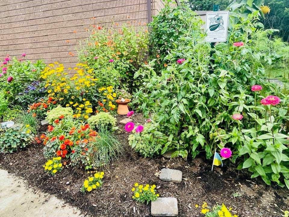 The Monarch Waystation at Manross Library