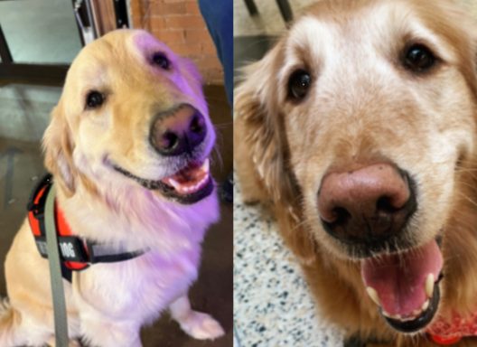 2023.TherapyDogs