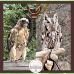 A bird of prey and an owl perched on a person's hand.