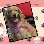A Golden Retriever with a pink neck scarf, along with a pink clock.